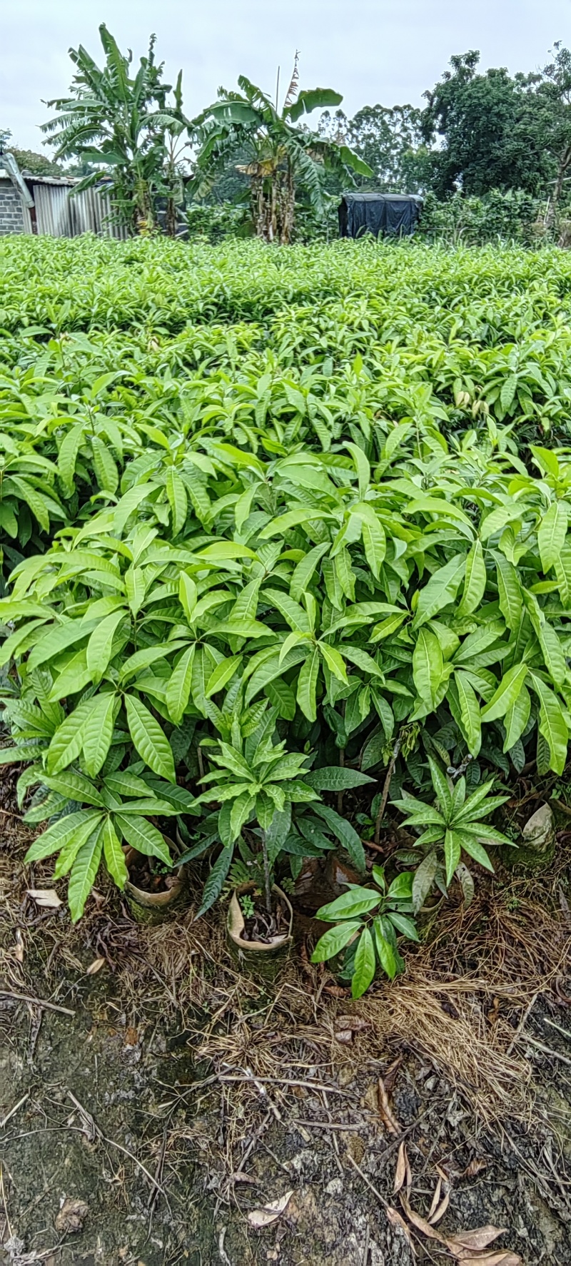 鸡蛋果实生苗直生苗耀堂仙桃嫁接苗升级版品质保证嫁接苗