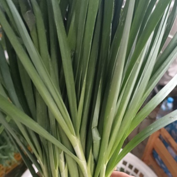 韭菜