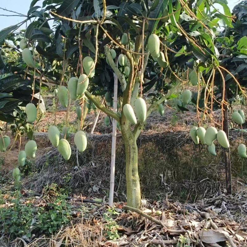金煌芒欢迎电商平台社区团购对接，一件代发。包售后