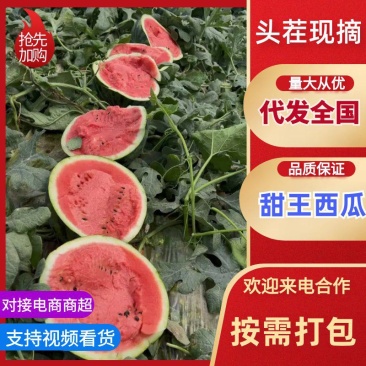 精品甜王西瓜产地直供供超市电商平台全国发货