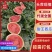精品甜王西瓜产地直供供超市电商平台全国发货