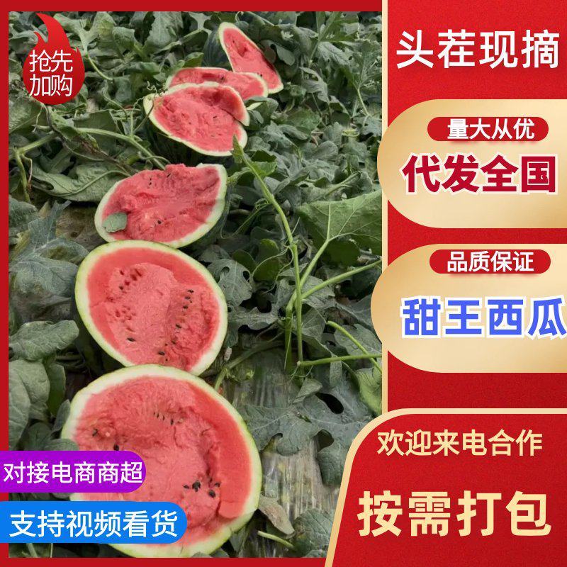 精品甜王西瓜产地直供供超市电商平台全国发货