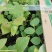 北陆蓝莓苗新品种L25、F6、L11钵苗地栽苗大量有货