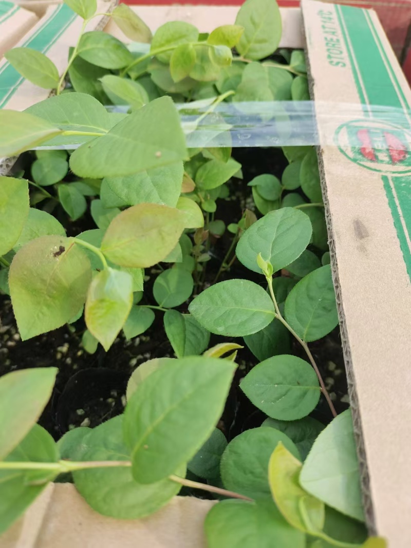 北陆蓝莓苗新品种L25、F6、L11钵苗地栽苗大量有货