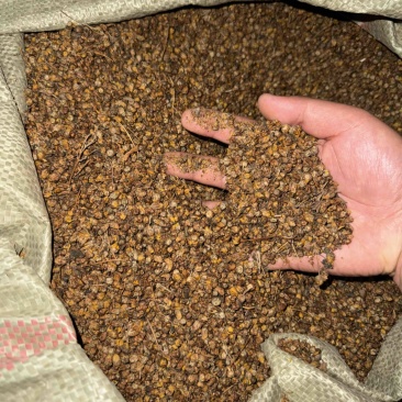 工厂直供精选新货源送礼佳品菊花茶