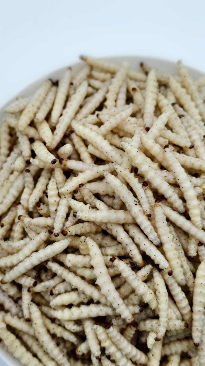 小竹虫食用竹虫，特色食材！常年供应（一手货源）批发零售