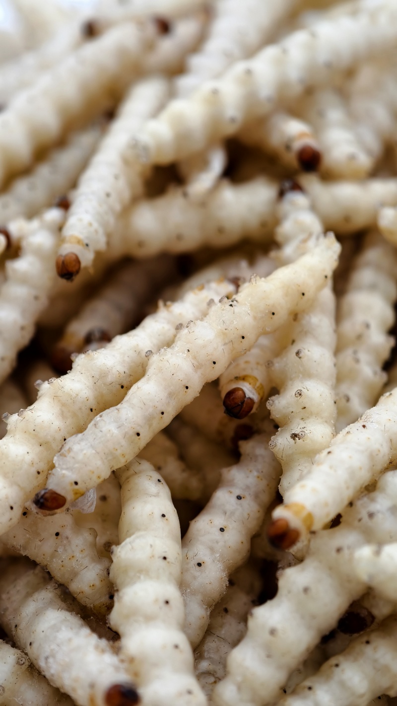 小竹虫食用竹虫，特色食材！常年供应（一手货源）批发零售