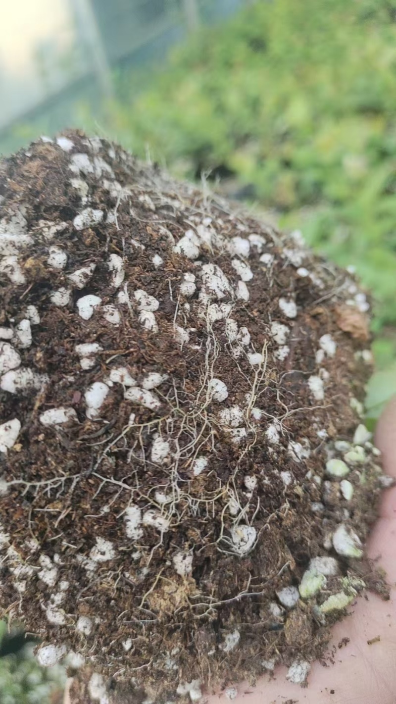 北陆蓝莓苗新品种L25、F6、L11钵苗地栽苗大量有货