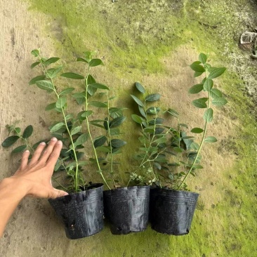 F6蓝莓苗组培苗大果高产易管理