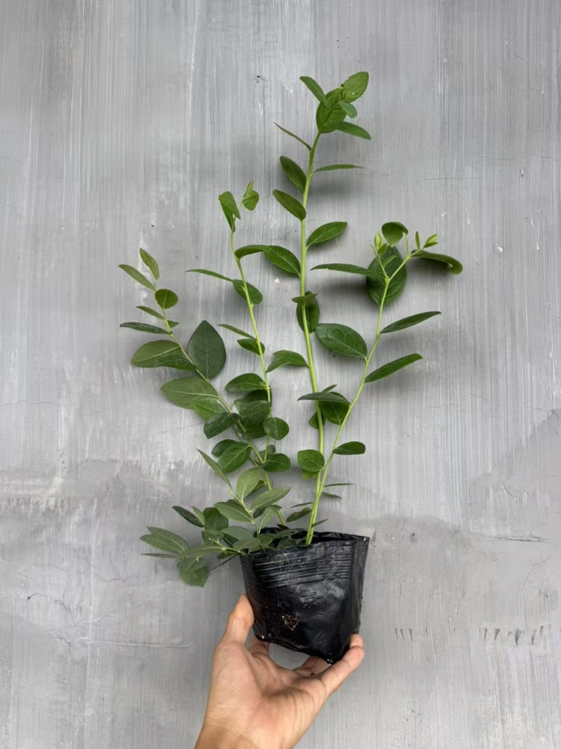 F6蓝莓苗组培苗大果高产易管理