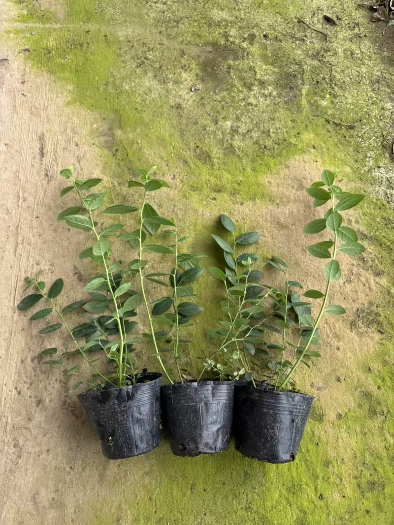 F6蓝莓苗组培苗大果高产易管理