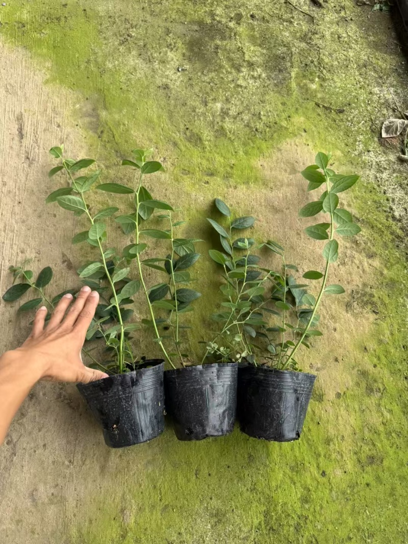 F6蓝莓苗组培苗大果高产易管理