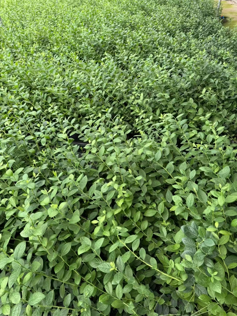 F6蓝莓苗组培苗大果高产易管理