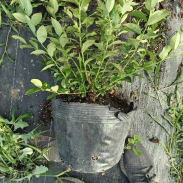 组培L25蓝莓苗大钵大果高产易管理