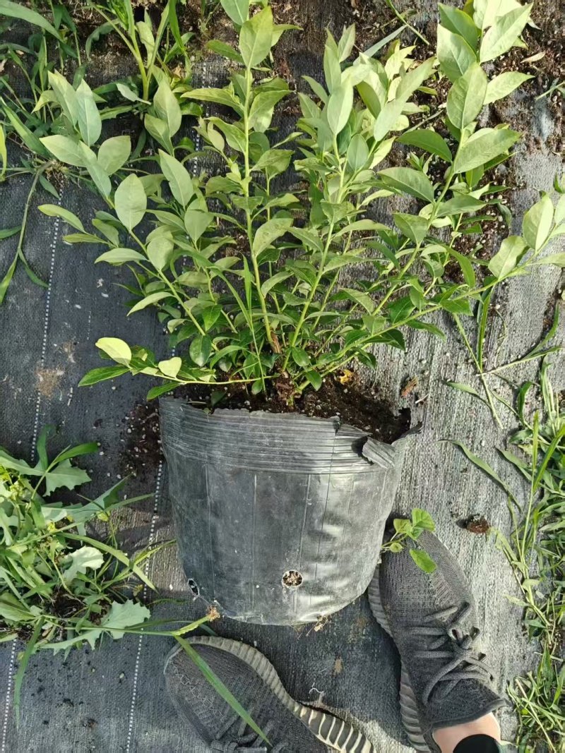 组培L25蓝莓苗大钵大果高产易管理
