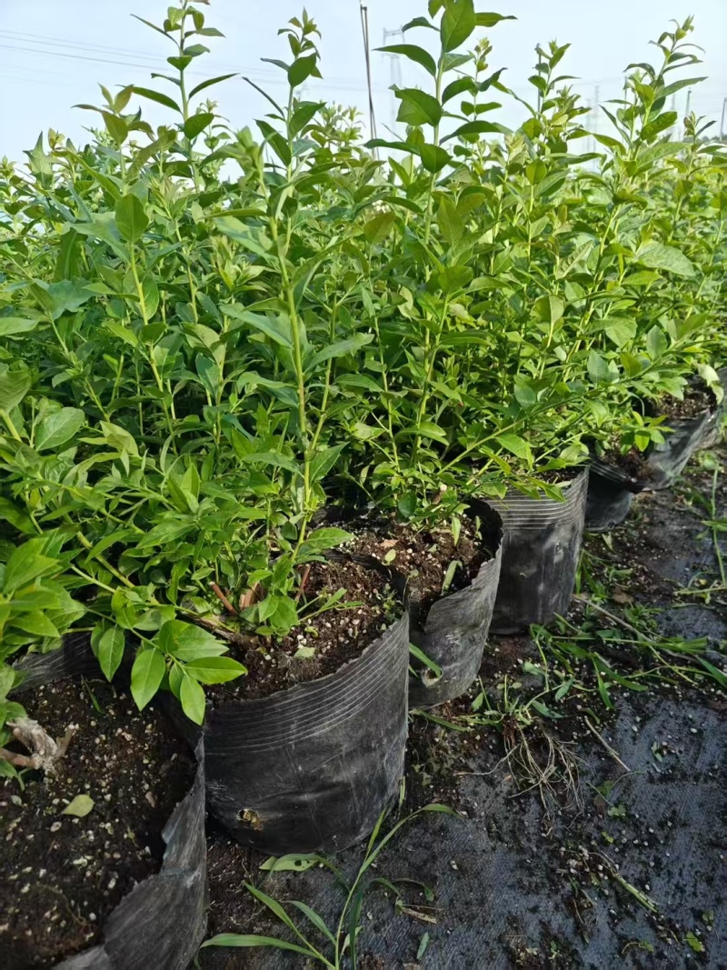 组培L25蓝莓苗大钵大果高产易管理