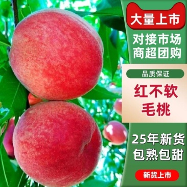 红不软毛桃、特早红、美佳、突围，口感脆甜产地直发