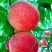红不软毛桃、特早红、美佳、突围，口感脆甜产地直发