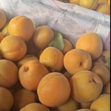 金太阳.杏