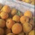 金太阳.杏