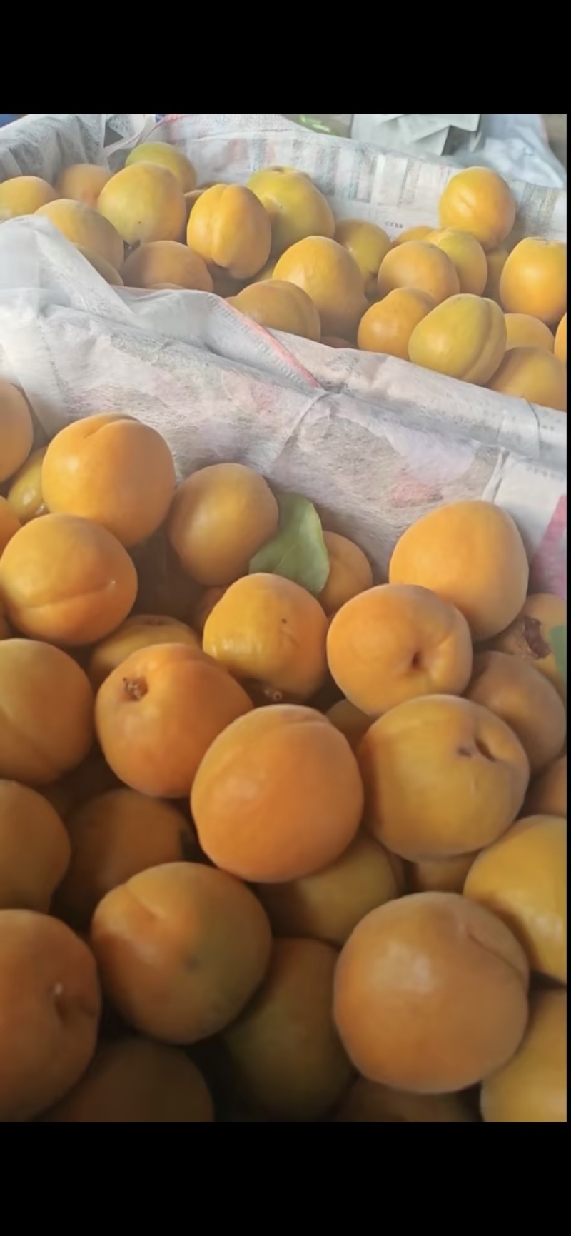 金太阳.杏