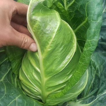 牛心甘蓝新鲜直供牛心甘蓝，
