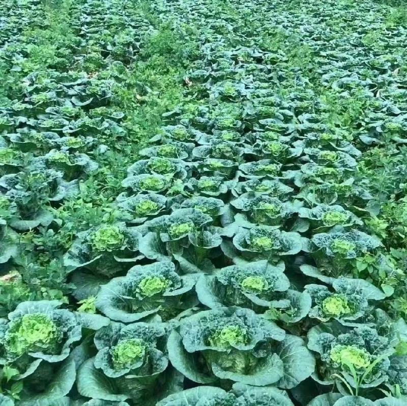 牛心甘蓝新鲜直供牛心甘蓝，