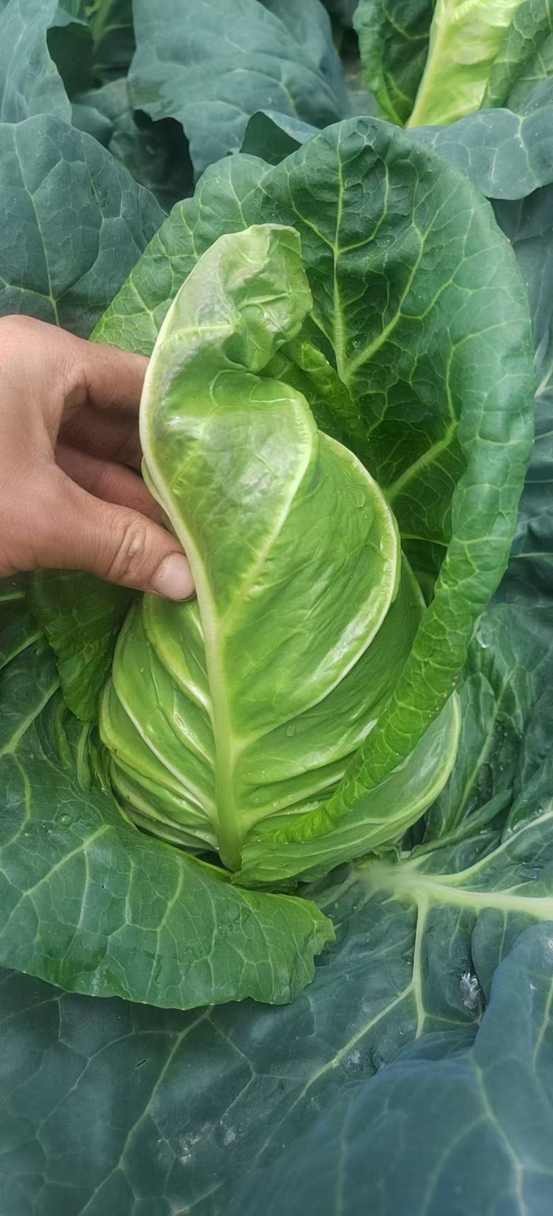 牛心甘蓝新鲜直供牛心甘蓝，