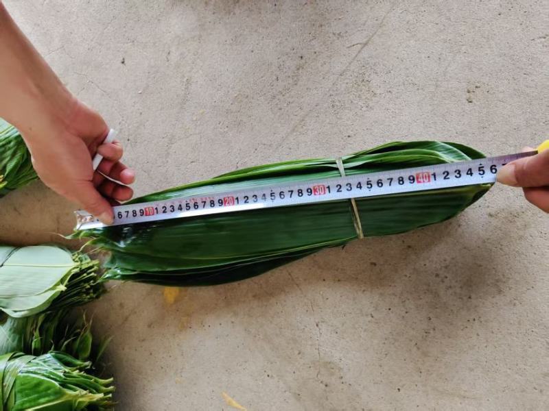 粽叶大量上市产地直销量大从优运费可聊欢迎咨询