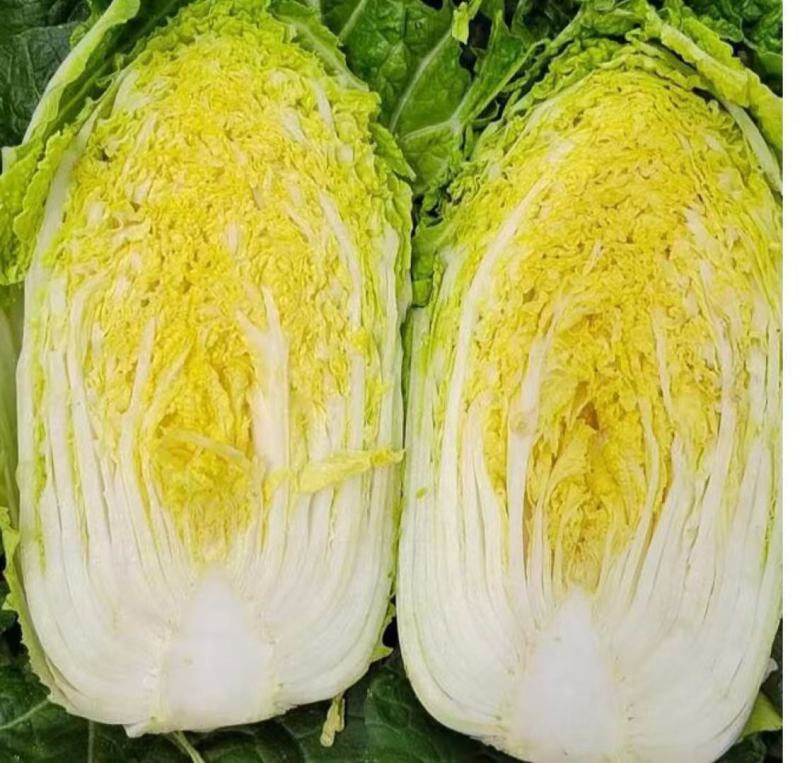 精品大白菜黄心白菜对接电商市场商超基地一手货源