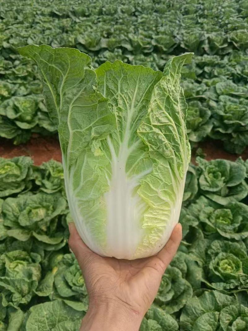 精品大白菜黄心白菜对接电商市场商超基地一手货源