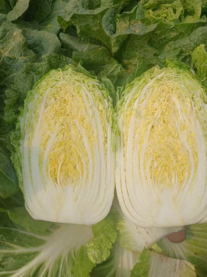 精品大白菜黄心白菜对接电商市场商超基地一手货源