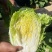 精品大白菜黄心白菜对接电商市场商超基地一手货源