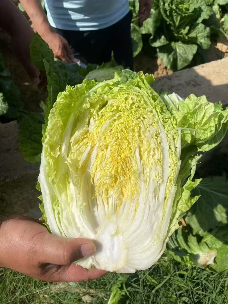 精品大白菜黄心白菜对接电商市场商超基地一手货源