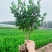大叶黄杨高度40-60cm冠幅20cm