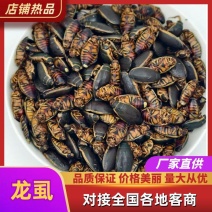 龙虱，金边龙虱，常年大量供应，品质保证，欢迎来电洽谈