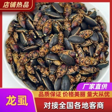 龙虱，金边龙虱，常年大量供应，品质保证，欢迎来电洽谈
