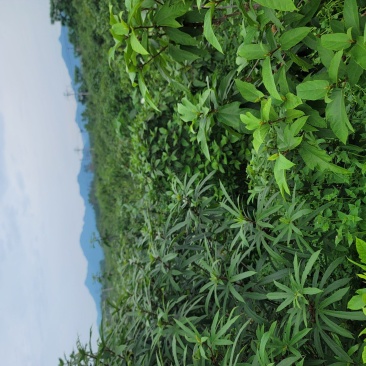 五指毛桃