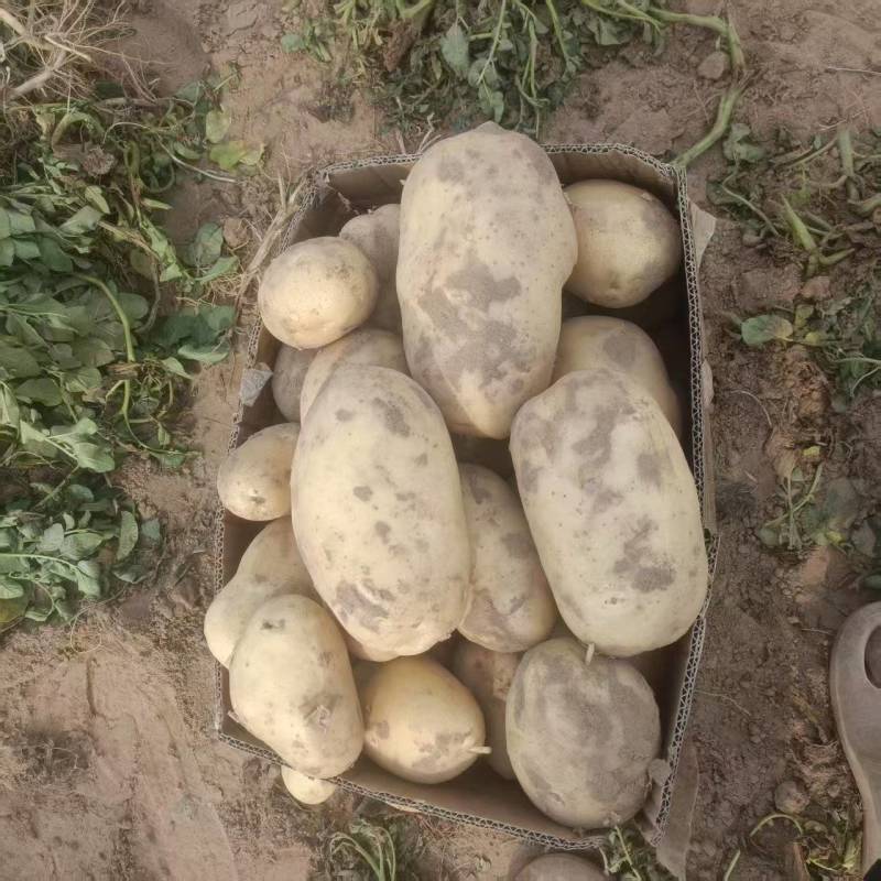 【推荐】安阳内黄现挖沃土5号土豆大量接单欢迎来电