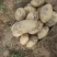 【推荐】安阳内黄现挖沃土5号土豆大量接单欢迎来电