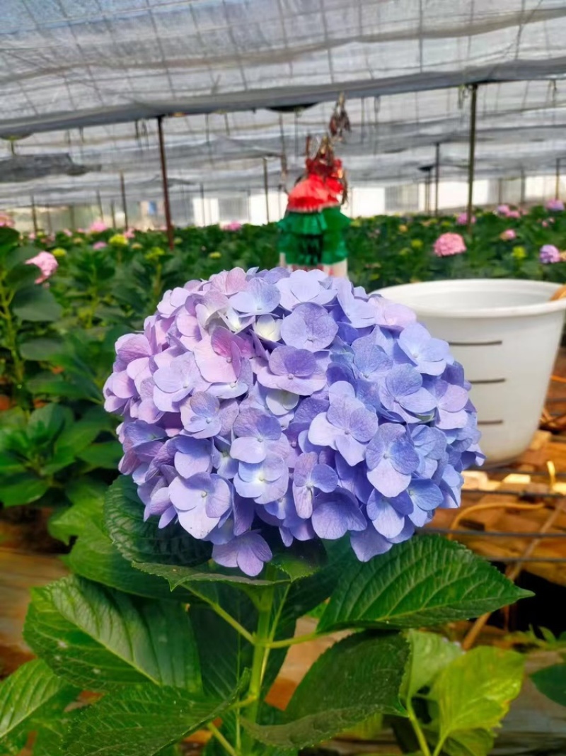八仙花种苗八仙花绣球小苗产地直销规格齐全欢迎采购联系
