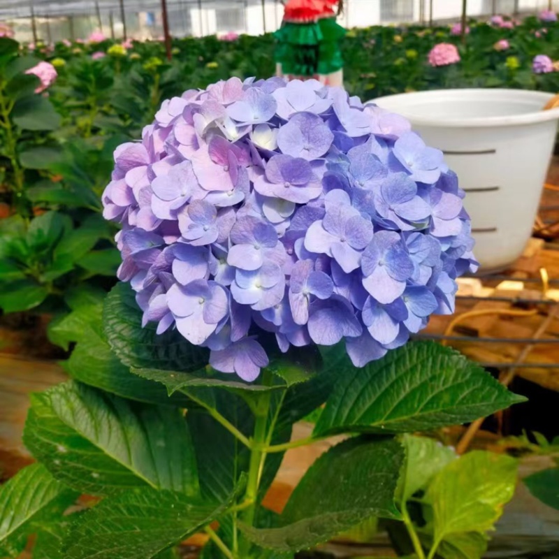 八仙花种苗八仙花绣球小苗产地直销规格齐全欢迎采购联系
