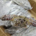 兰花蟹公母都有货母的带膏公的满肉规格齐全海螃蟹梭子蟹海洋