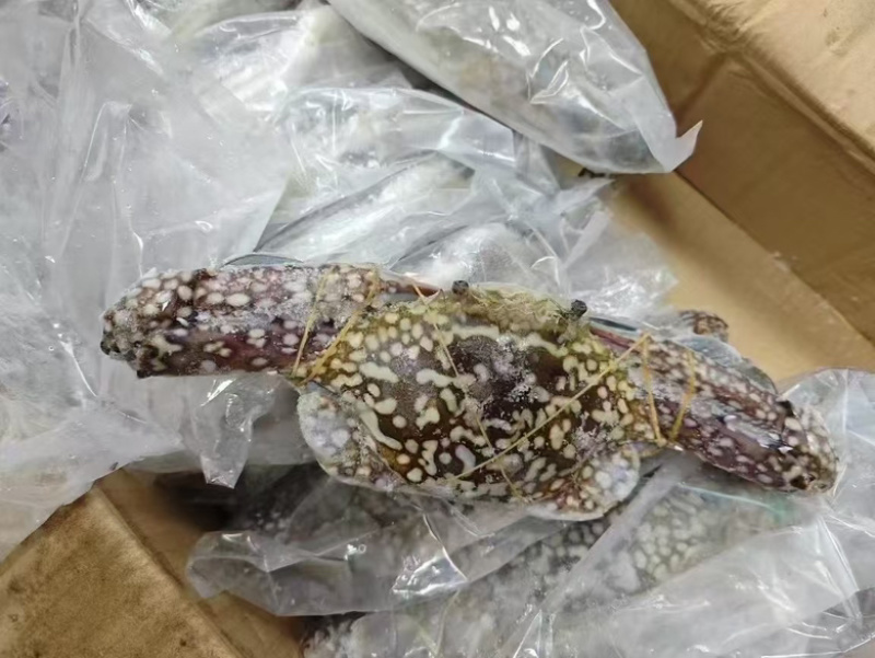兰花蟹公母都有货母的带膏公的满肉规格齐全海螃蟹梭子蟹海洋