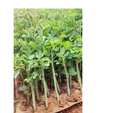 蔷薇苗无刺爬藤蔷薇花苗产地直销货源充足欢迎采购咨询