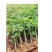 蔷薇苗无刺爬藤蔷薇花苗产地直销货源充足欢迎采购咨询