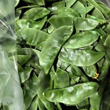 冷棚眉豆大量上市