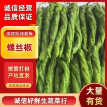 全罗麻花螺丝椒大量供应支持各种包装，面向全国接单需要联系