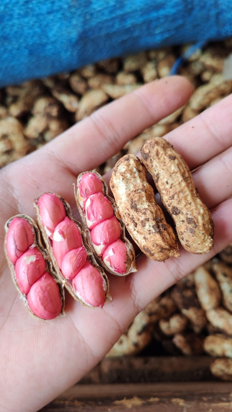 广东精品鲜花生，颗粒饱满，品质保证，大量供应。
