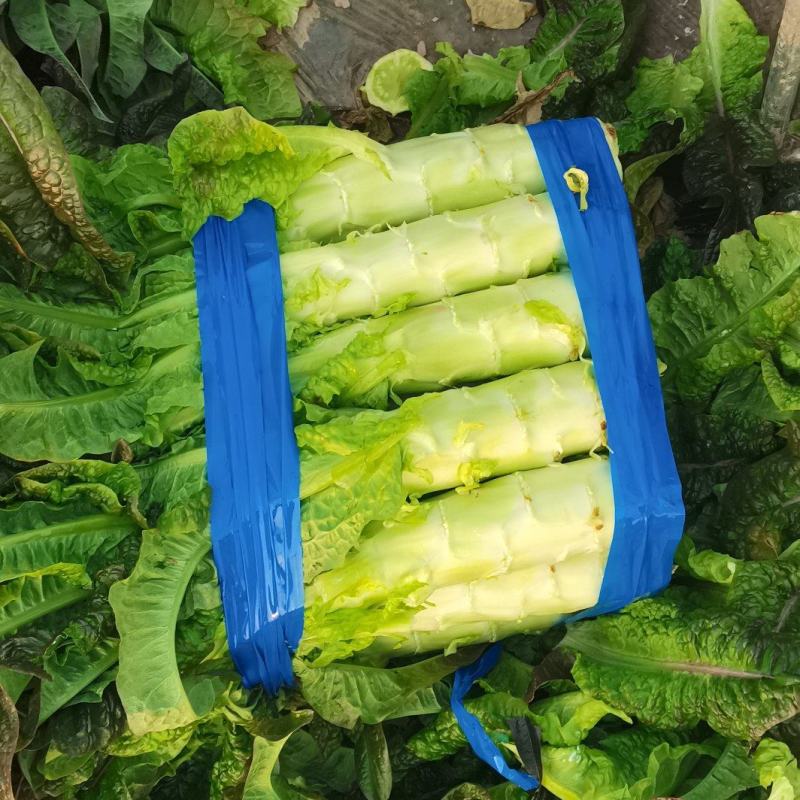 浙江台州精品莴笋莴苣温岭市路桥莴笋